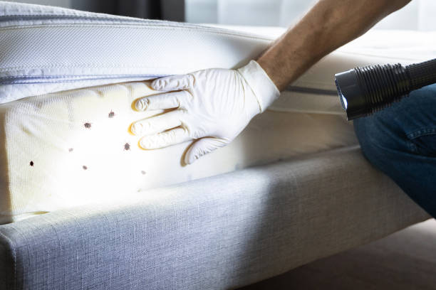Professional Pest Control in Santa Clara, NM