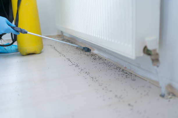 Best Ant Control Services  in Santa Clara, NM